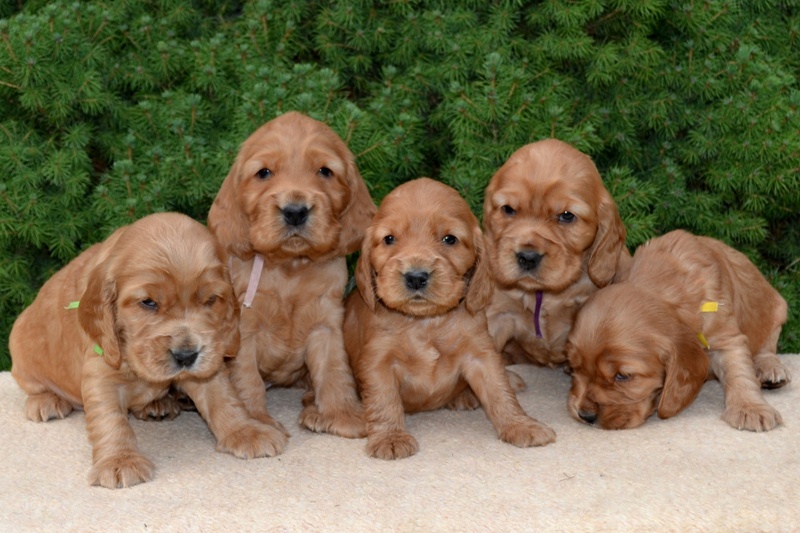 7-Idol, Icon, Ina, Ira, Iris.JPG - 7-Icon, Idol, Ina, Ira, Iris